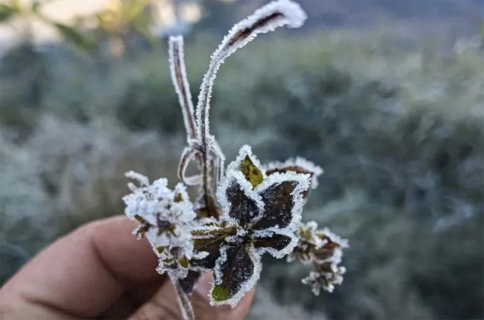 义安省高地出现霜冻