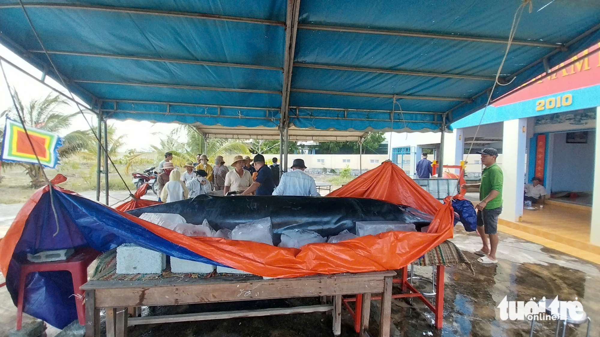 重达1吨的鲸鱼搁浅，在宁渚海口死亡