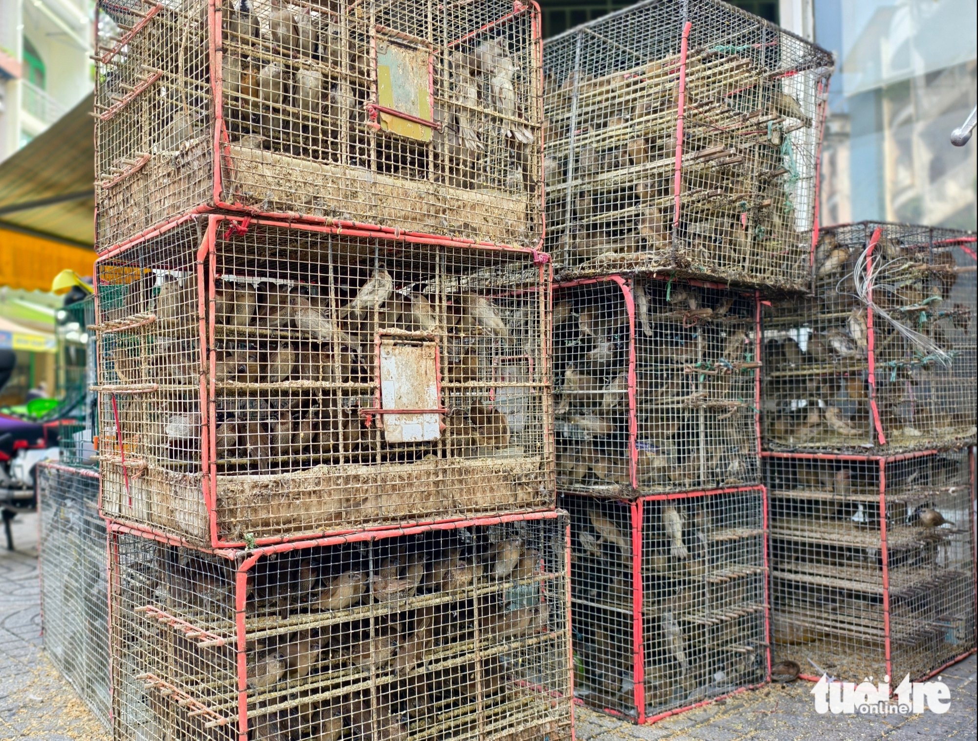 5人因无合法文件出售1000只鸟被罚款700万越南盾