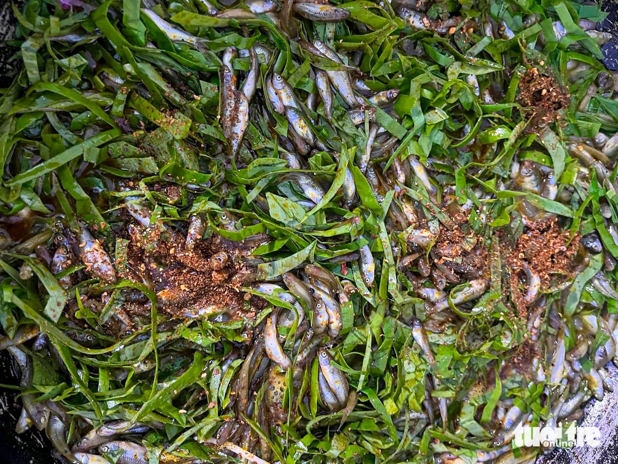 广南地区民众涌向田野拉'网'捕'群'鱼腌制姜黄