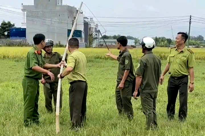 胡志明市森林保护部门拆除盛汇岛500米捕鸟网