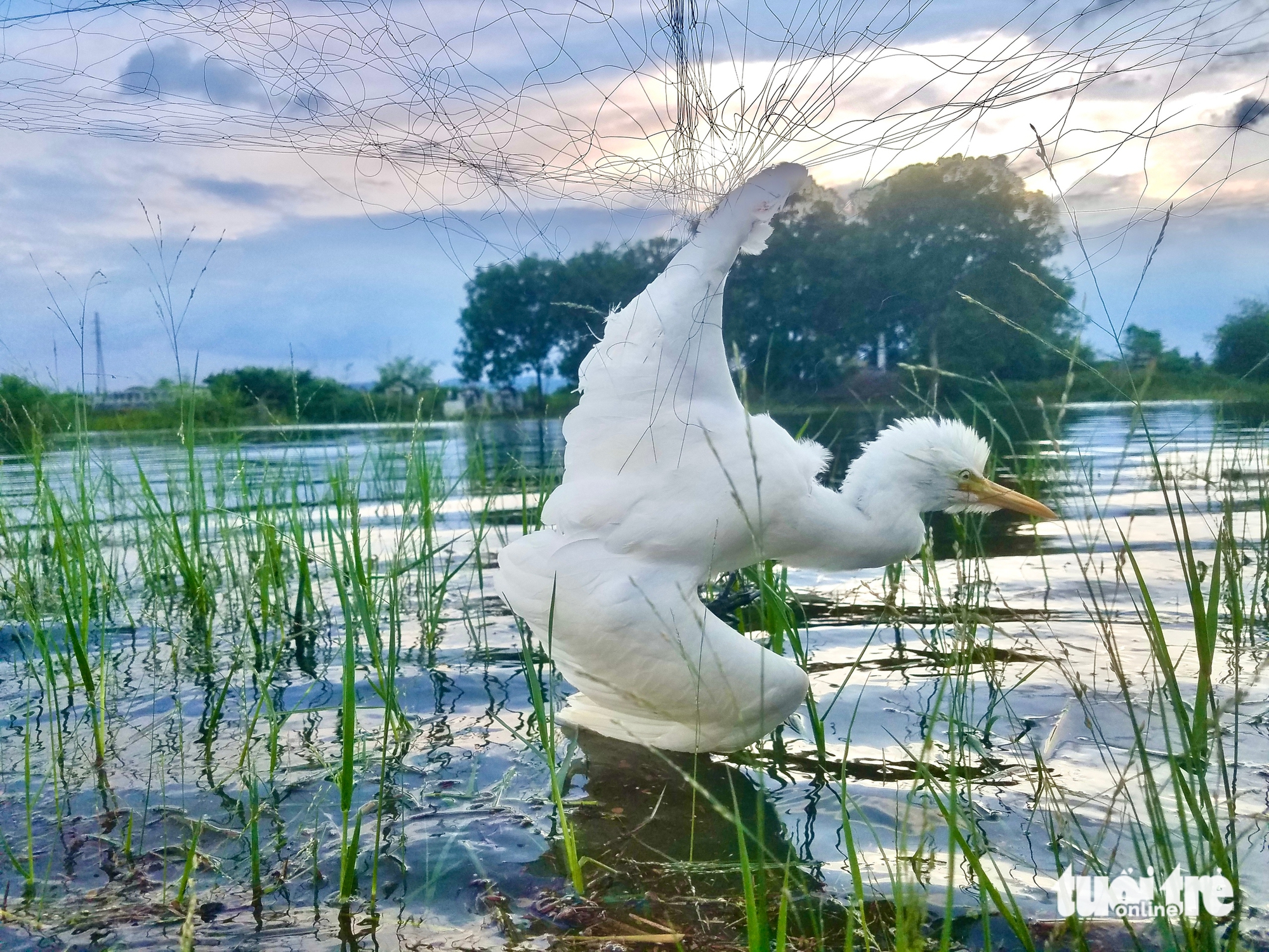 鸟类在迁徙路上的悲惨死亡