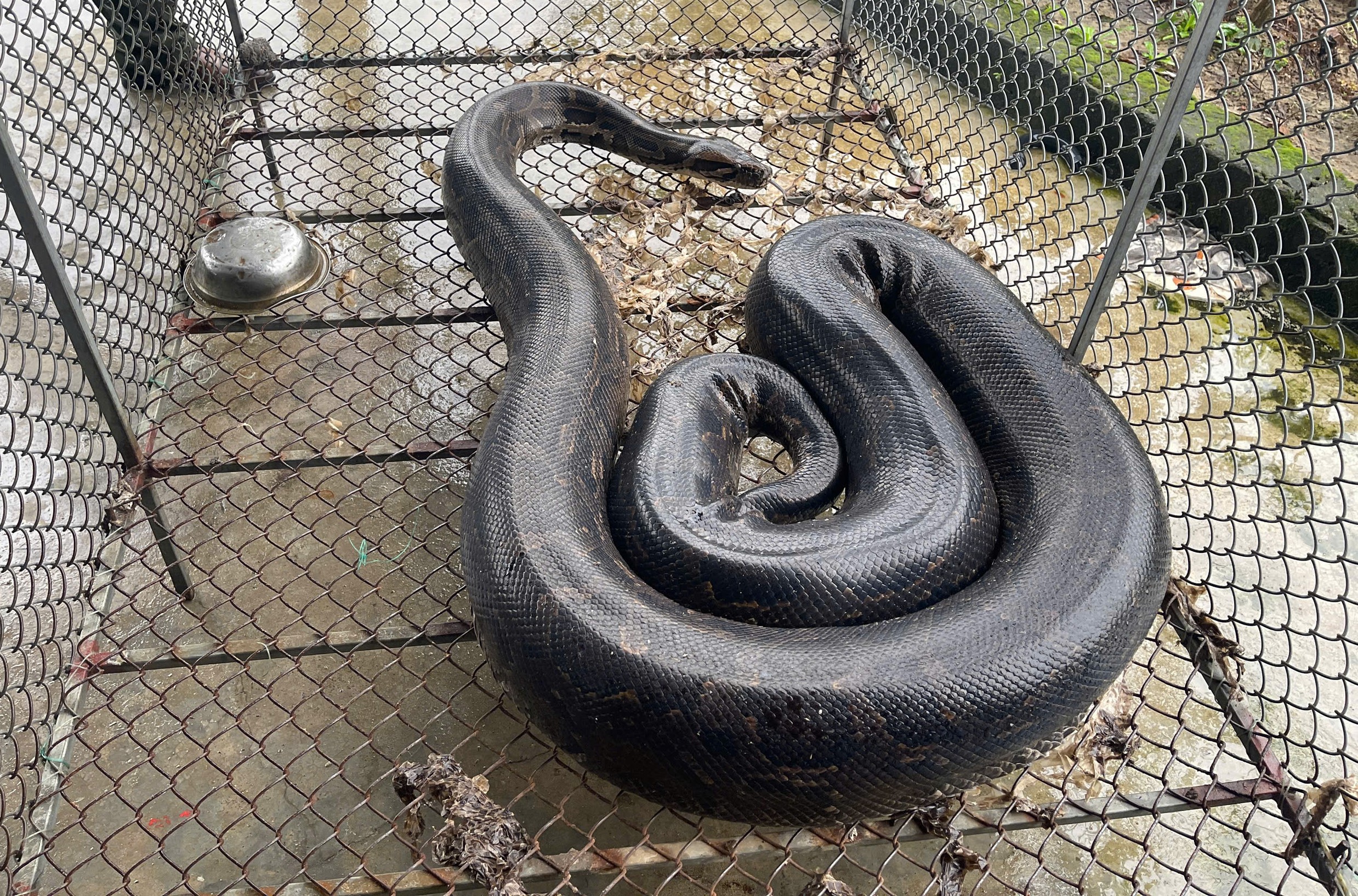 37公斤地蟒“误入”花园被居民捕获并移交国家公园