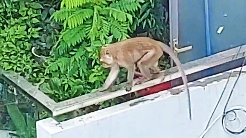 麻醉射击，在正兴坊捕获重超8公斤的长尾猴，闯入民宅翻找食物
