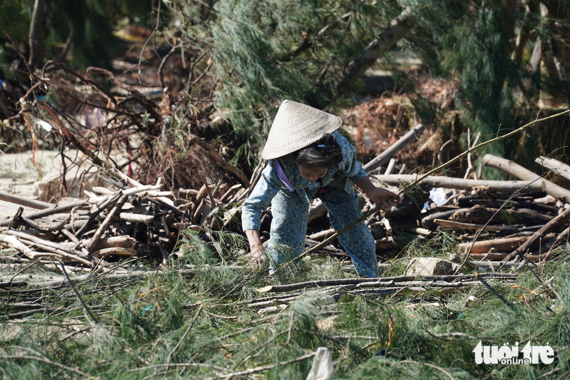广南省海边数十年的松树被大浪连根拔起