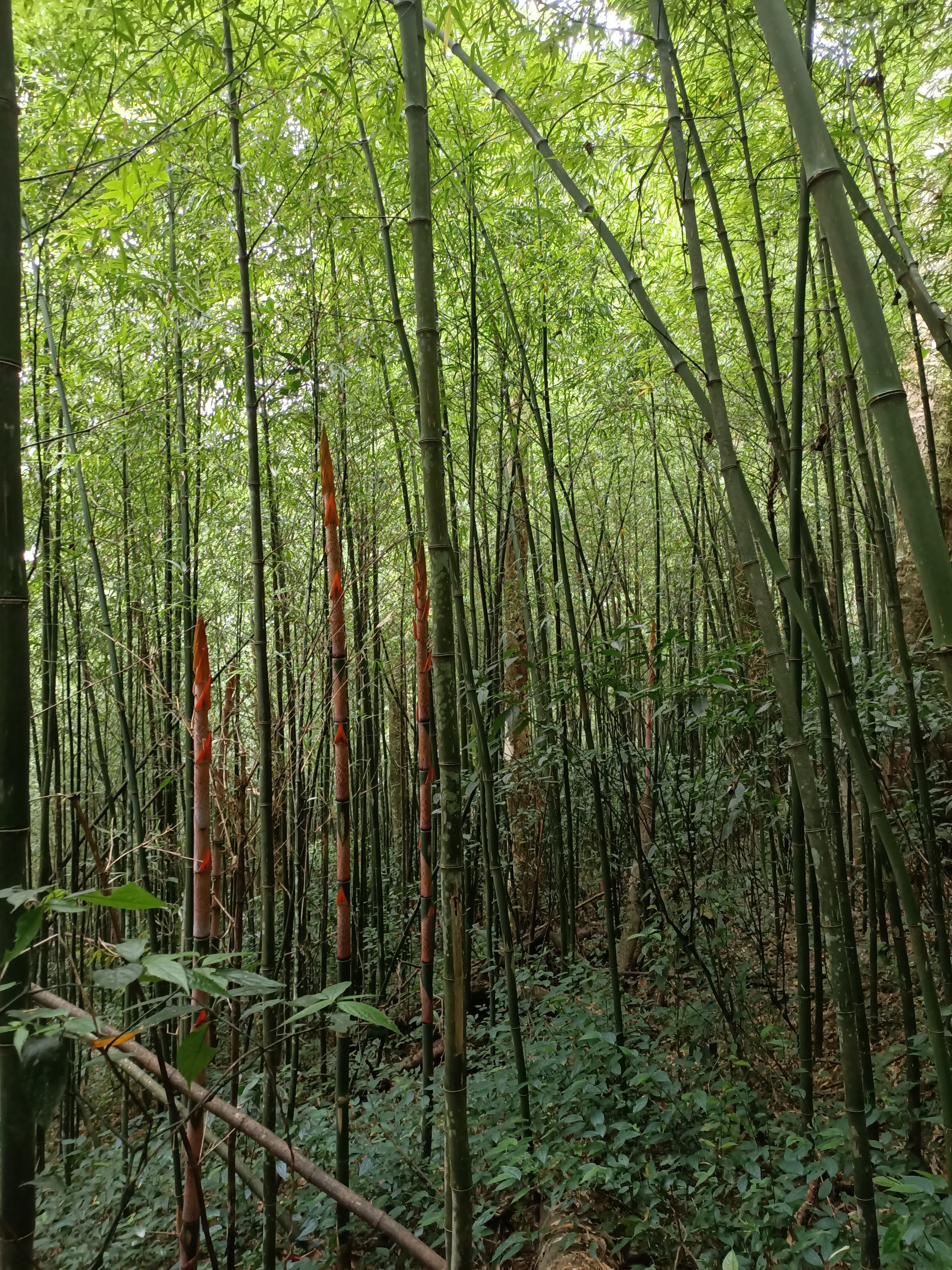 开通征服Pù Luông峰线路，吸引喜爱冒险旅游的游客来到Thanh地区