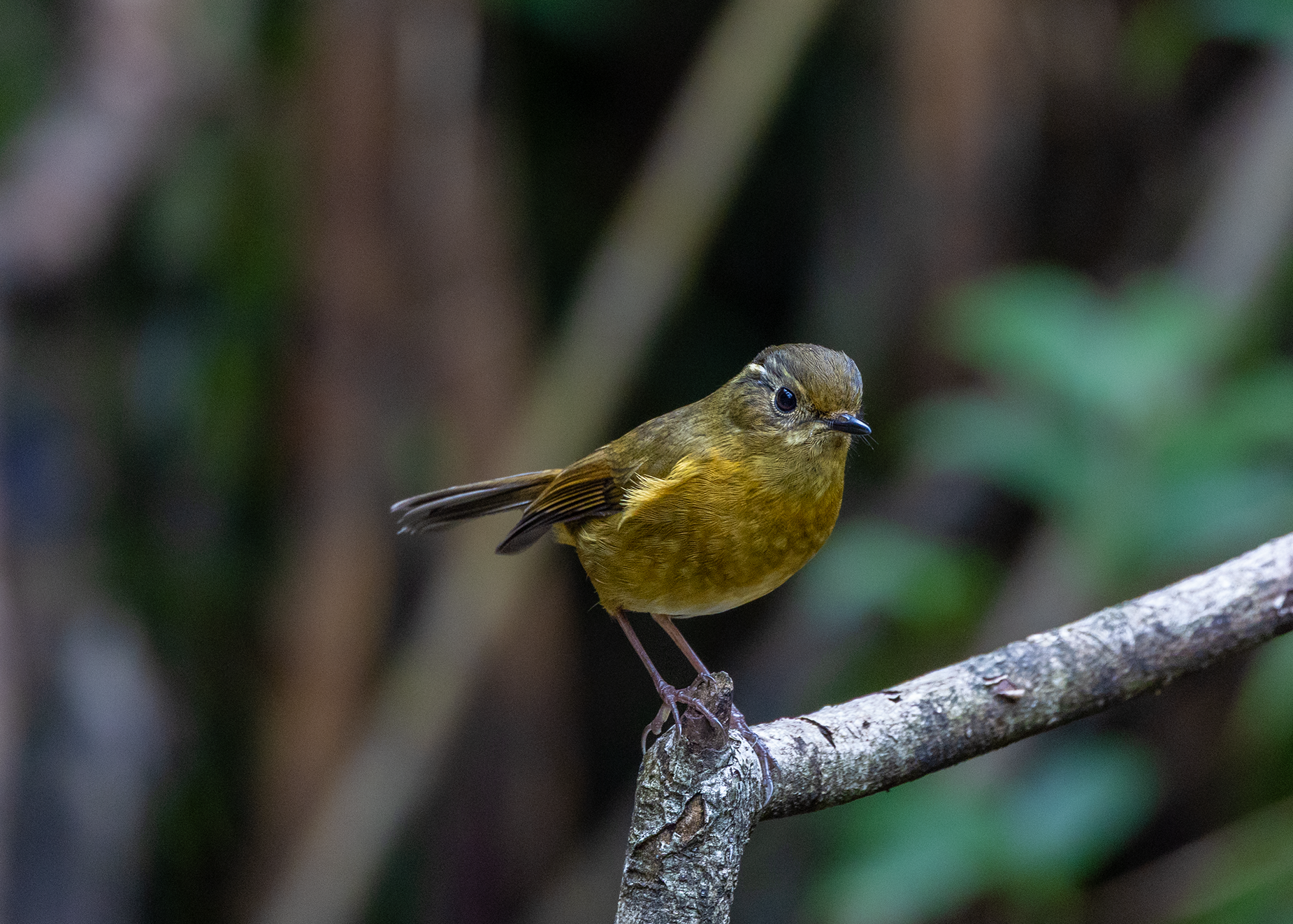 在番西邦峰上艰难寻找稀有鸟类的旅程