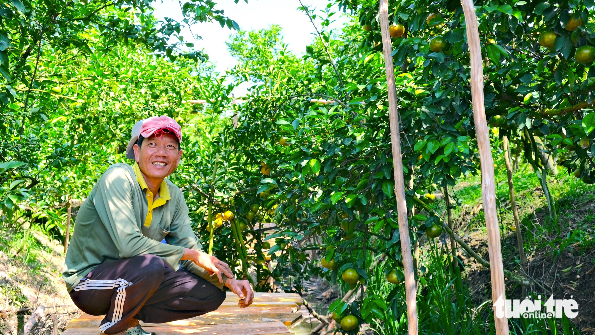 同塔省果农忙于春节柑橘季并开放迎客参观