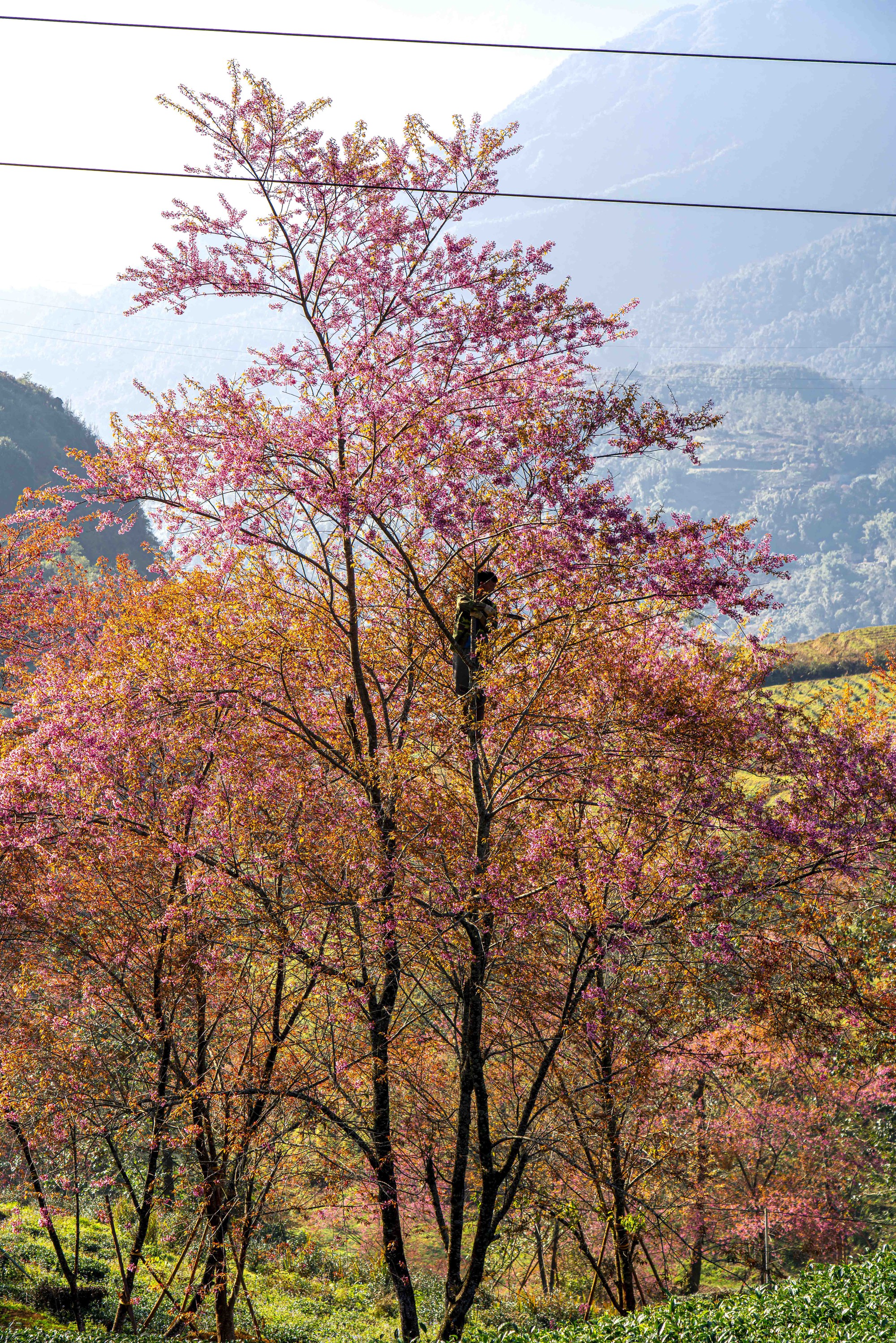 为什么北部最美的茶山樱花'森林'被挖走了？