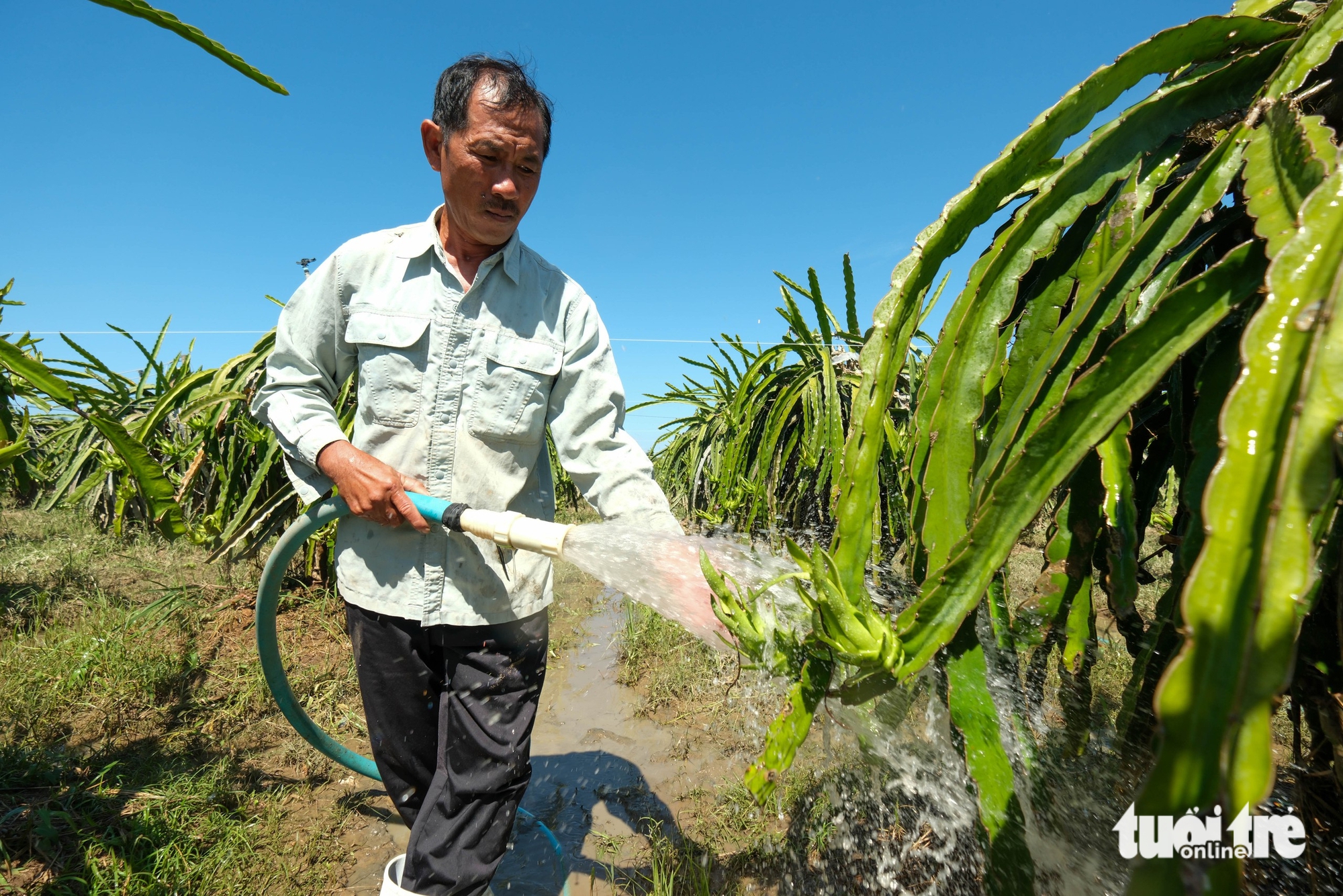 平顺火龙果园因洪水而损失惨重