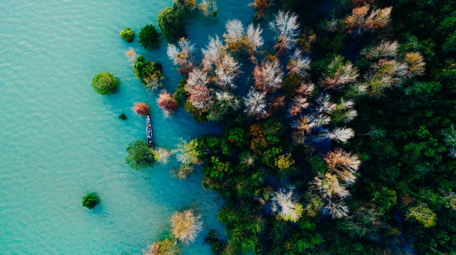 广治西部枫香叶换季的魅力