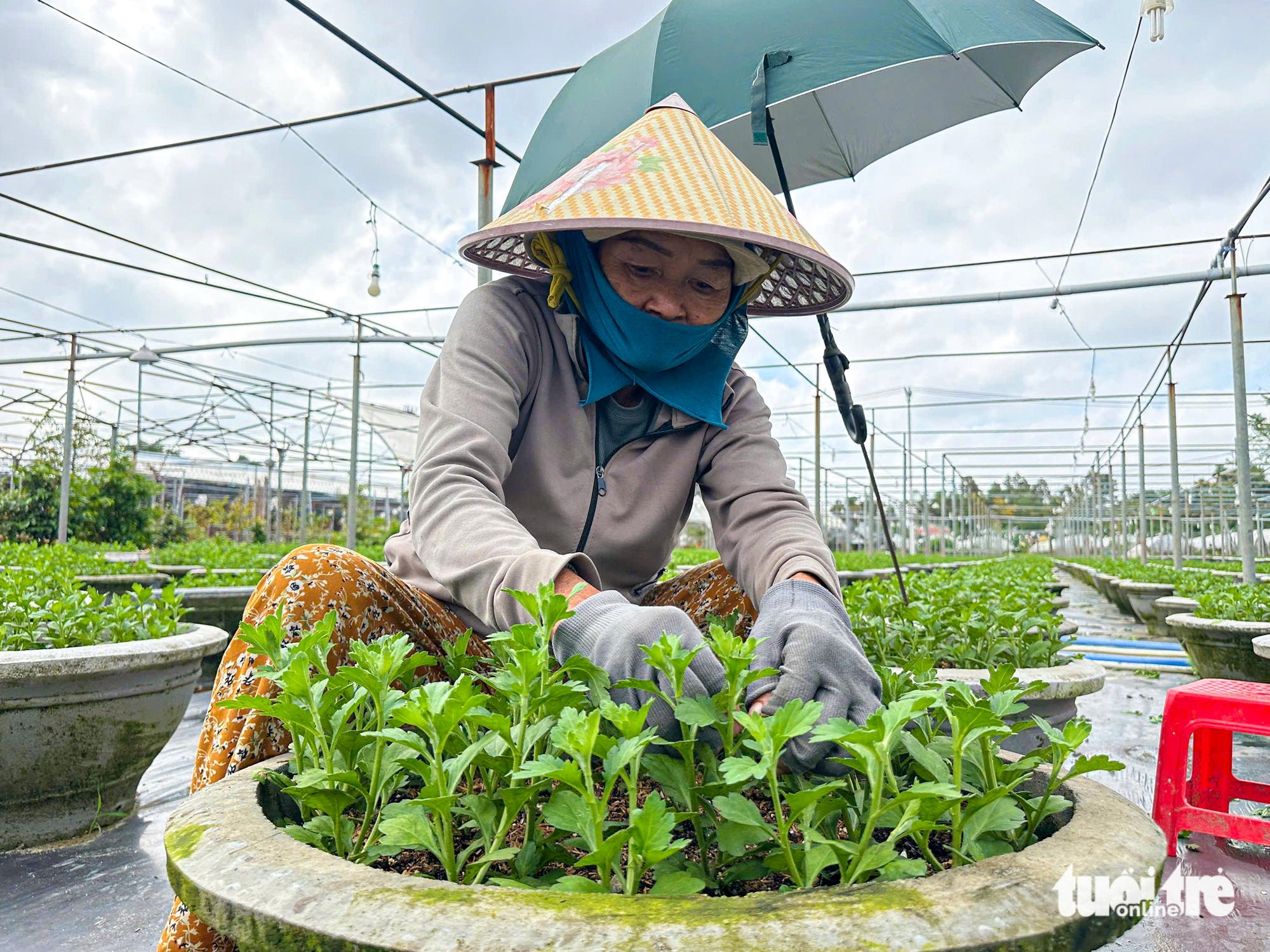 洪水过后，岘港花农忐忑预测春节市场