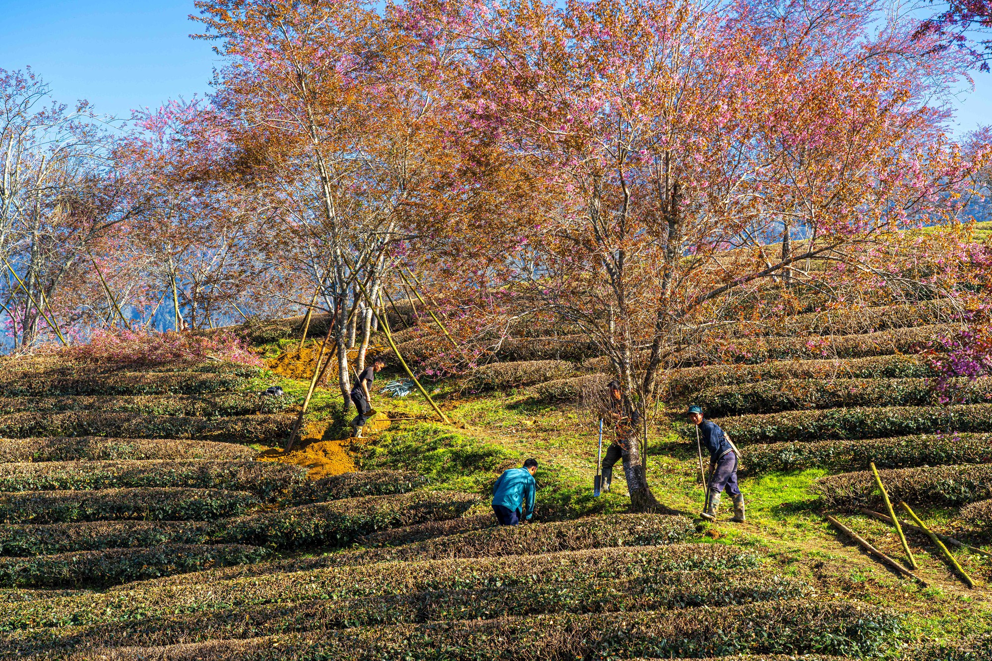 为什么北部最美的茶山樱花'森林'被挖走了？