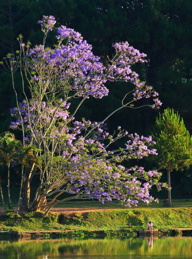 大叻春香湖紫薇树连根拔起，居民感叹‘记忆的一部分刚刚落下’