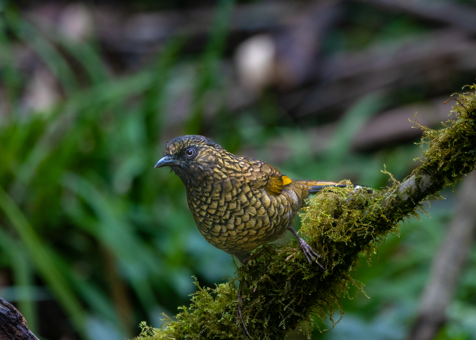 在番西邦峰上艰难寻找稀有鸟类的旅程