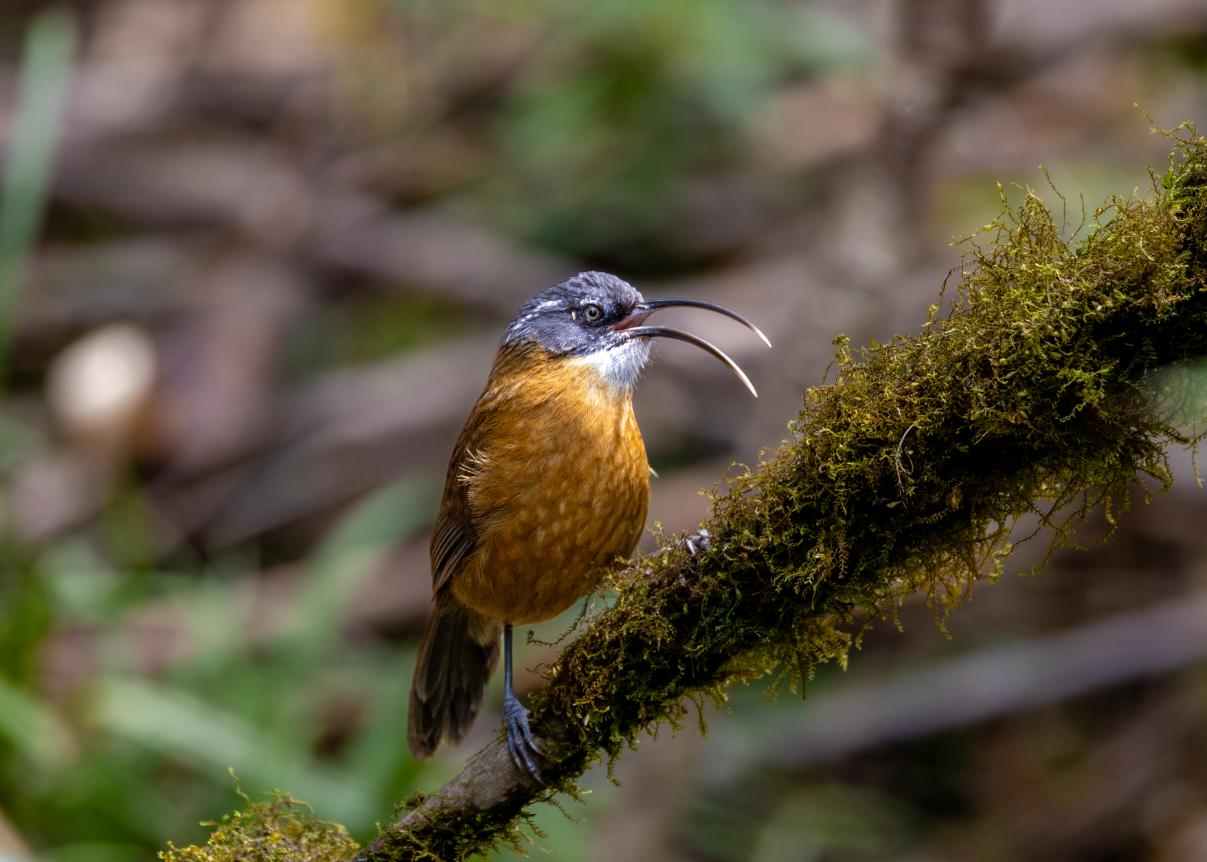 在番西邦峰上艰难寻找稀有鸟类的旅程