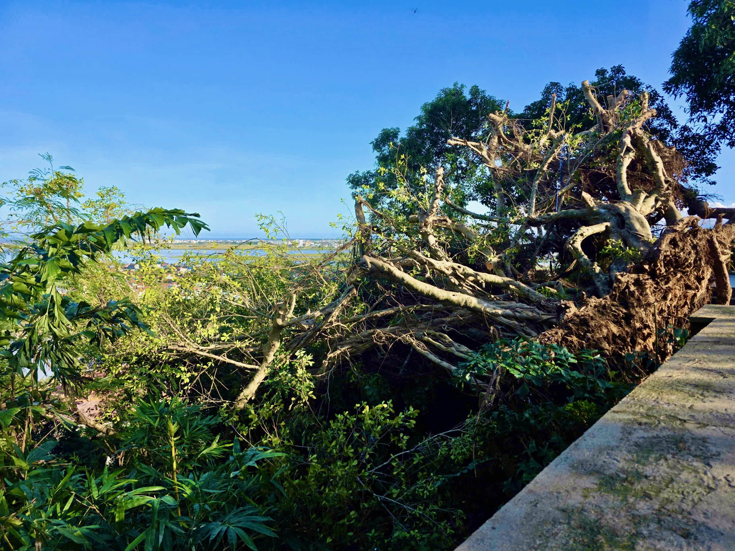 心痛：雁塔古迹上百年榕树被卡尔马吉台风击倒：救援努力！