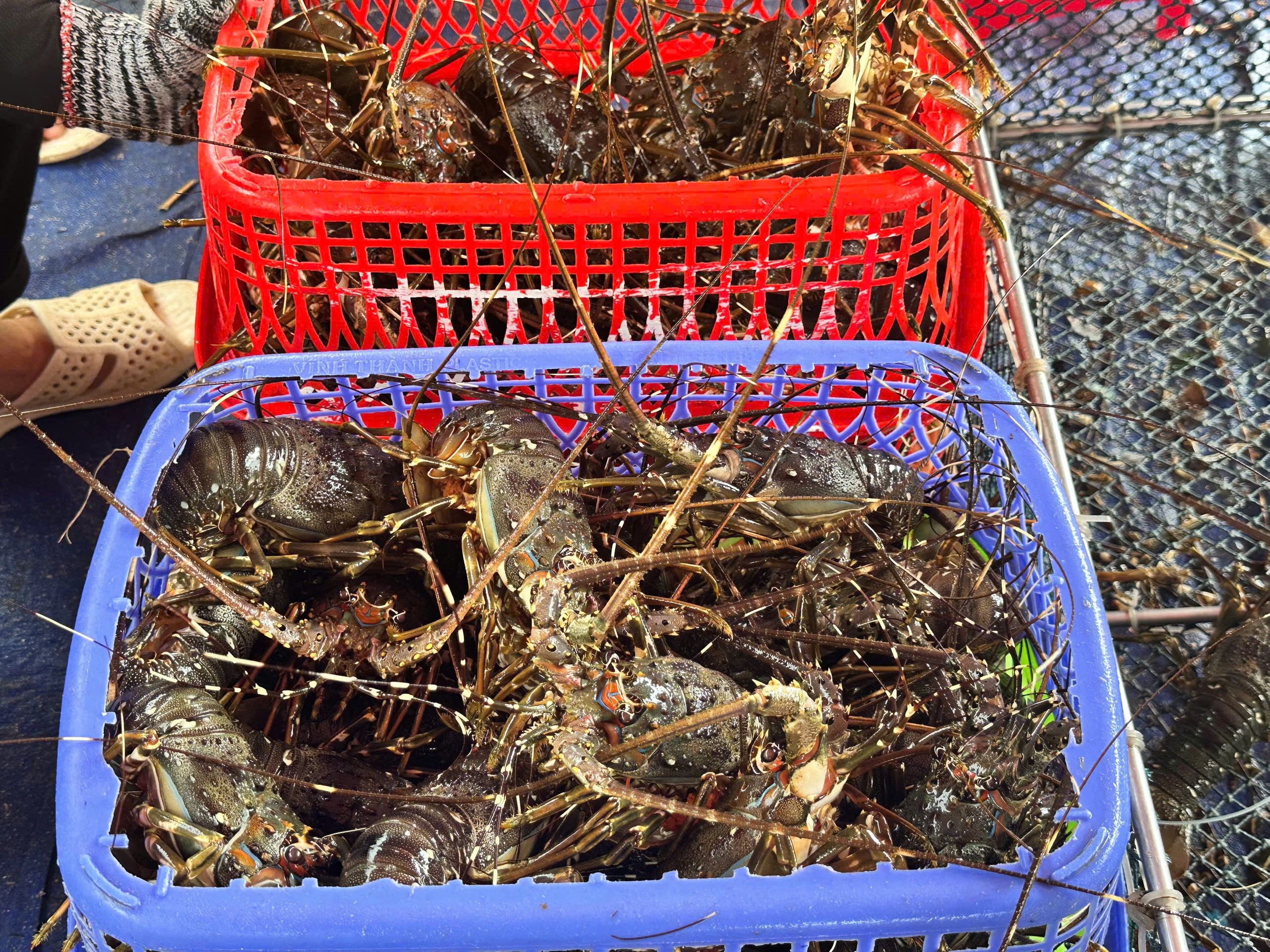 民众抢售龙虾以躲避第13号台风