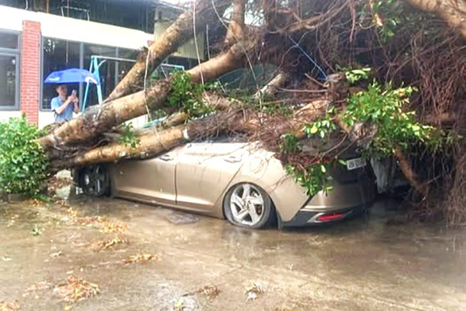 林同大雨后树木连根拔起压到汽车
