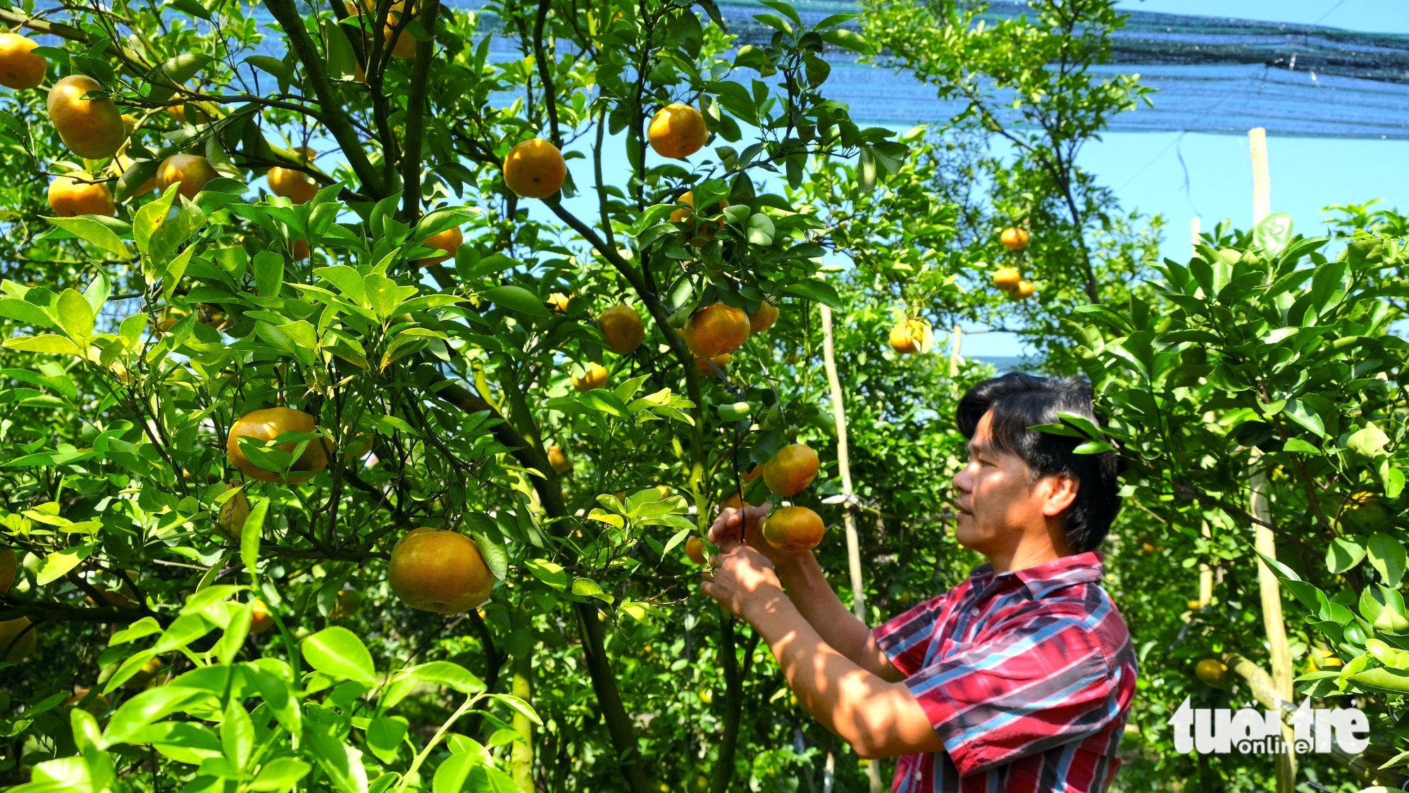 同塔省果农忙于春节柑橘季并开放迎客参观