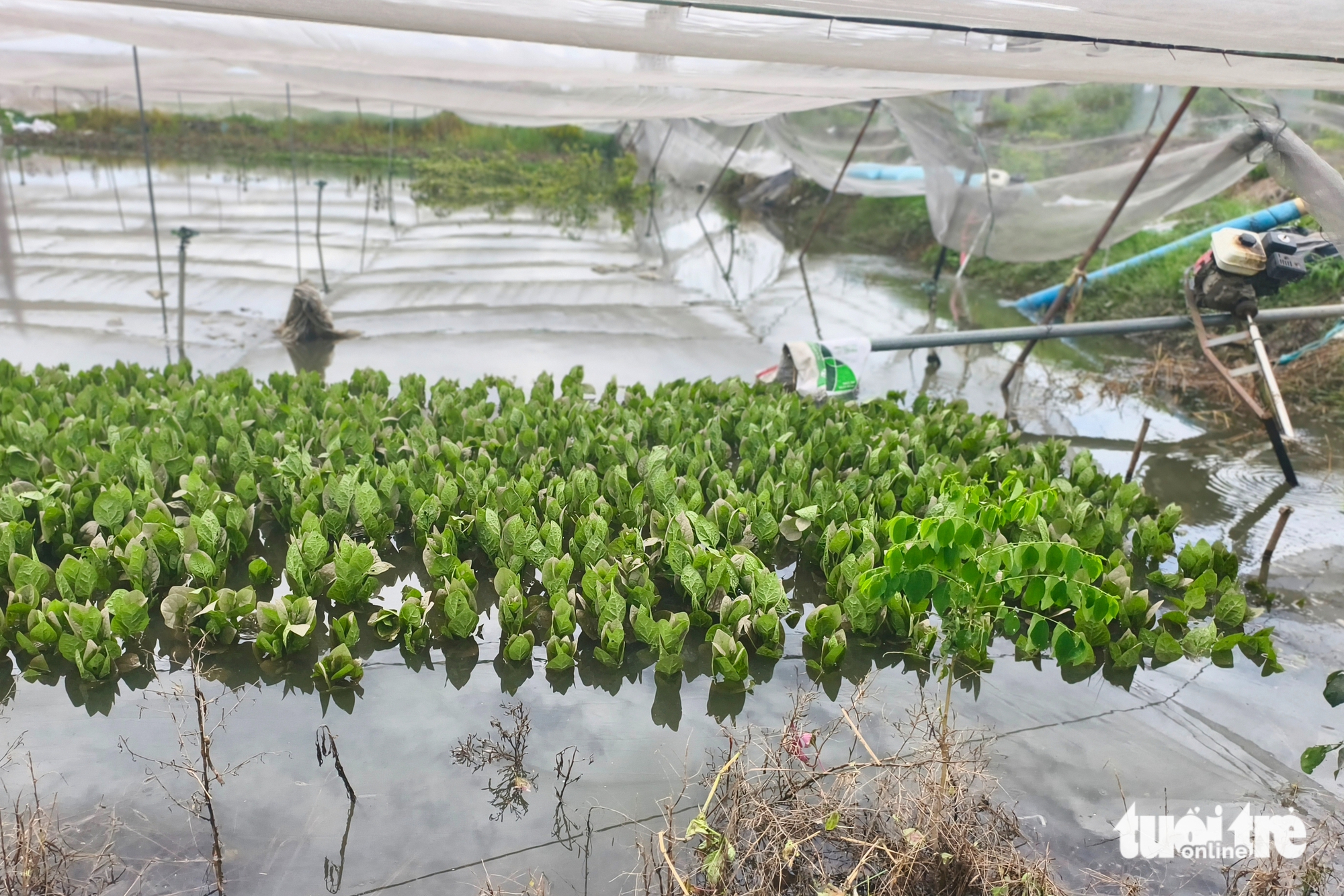 为永禄蔬菜园抽水'防涝'