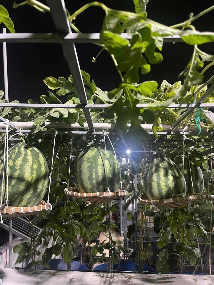 妈妈在屋顶种满南瓜架作为中秋节和万圣节礼物送给孩子