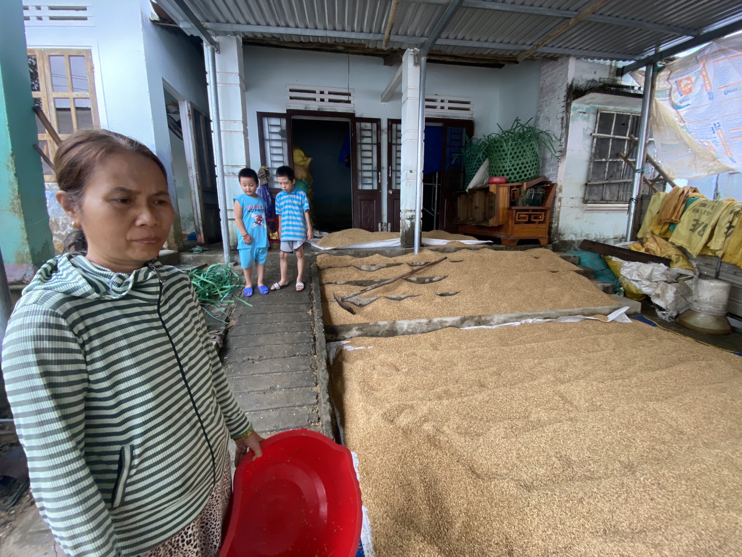 心痛洪水浸泡稻谷发芽，不得不丢弃