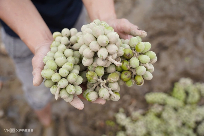 宁顺葡萄之都在历史性洪水后遭受严重损失