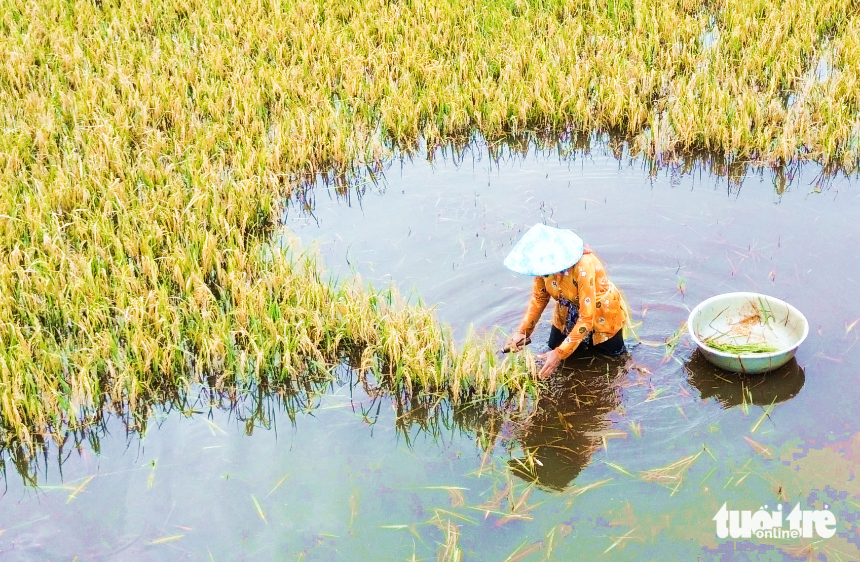 水深淹没，成熟稻谷倒伏田间，安江乡亲逐穗抢收稻谷