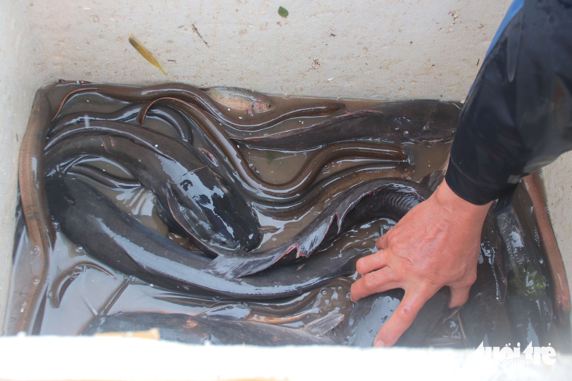 洪水刚退，岘港市民到田间捕获数十公斤鱼