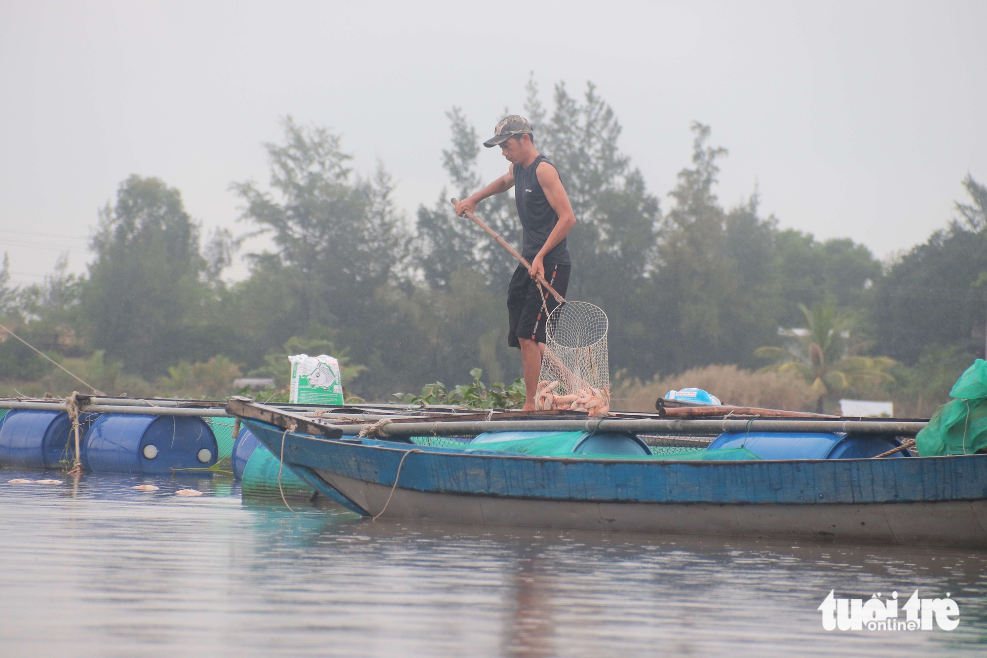 洪水导致鱼类死亡，岘港居民损失数亿