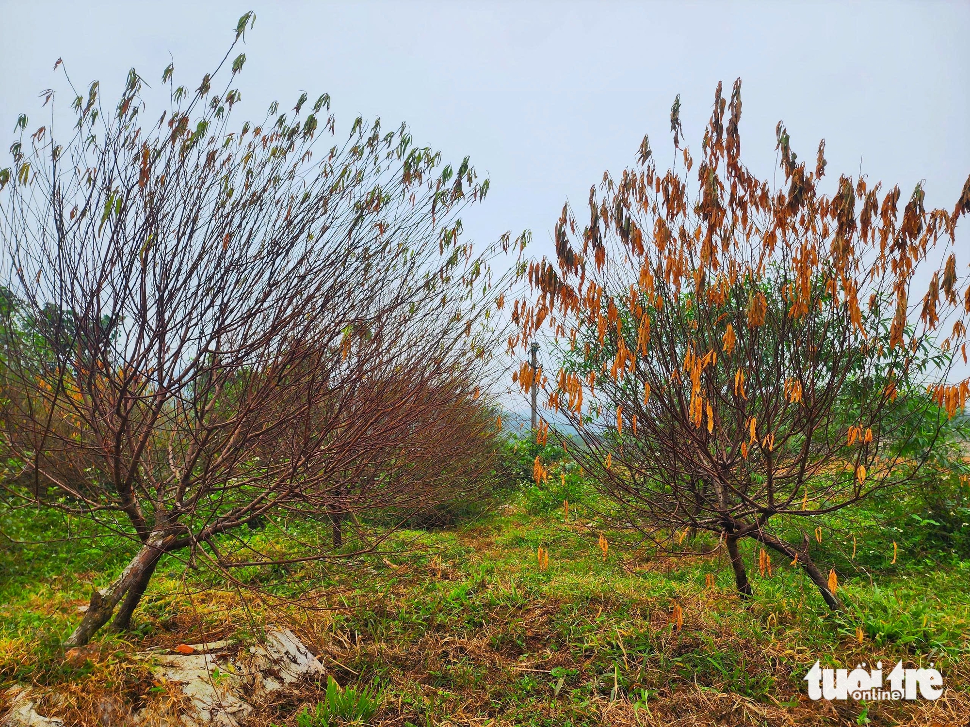 河静省桃花之都居民因桃花大规模死亡而担心失去春节收成