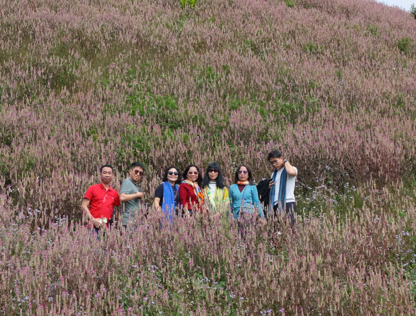 迷失在木江界花季的芝泡花中