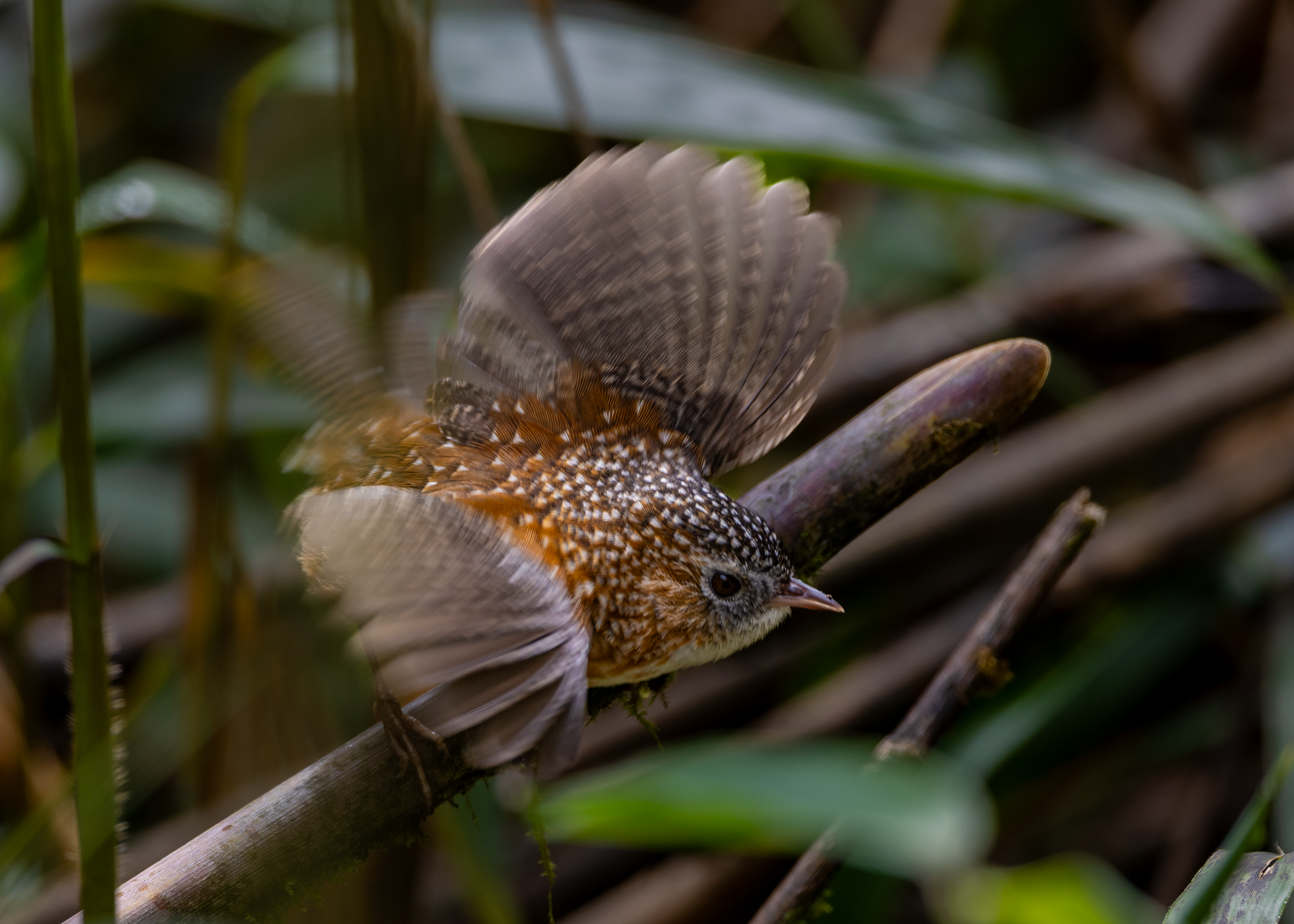 在番西邦峰上艰难寻找稀有鸟类的旅程