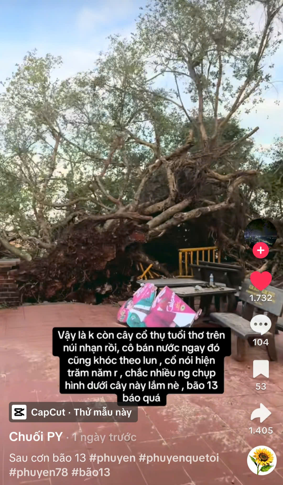 心痛：雁塔古迹上百年榕树被卡尔马吉台风击倒：救援努力！