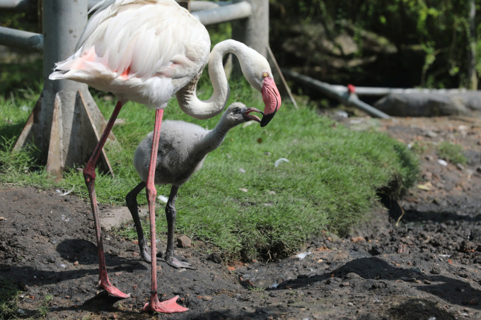草禽园火烈鸟在20年后自然繁殖