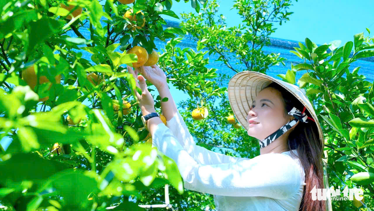 同塔省果农忙于春节柑橘季并开放迎客参观