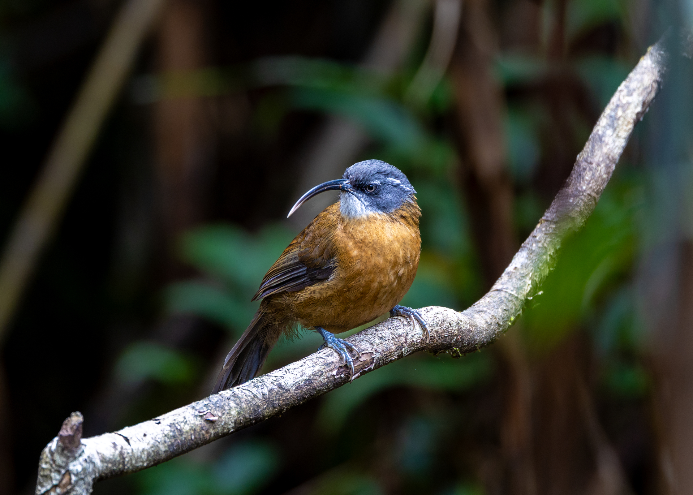 在番西邦峰上艰难寻找稀有鸟类的旅程