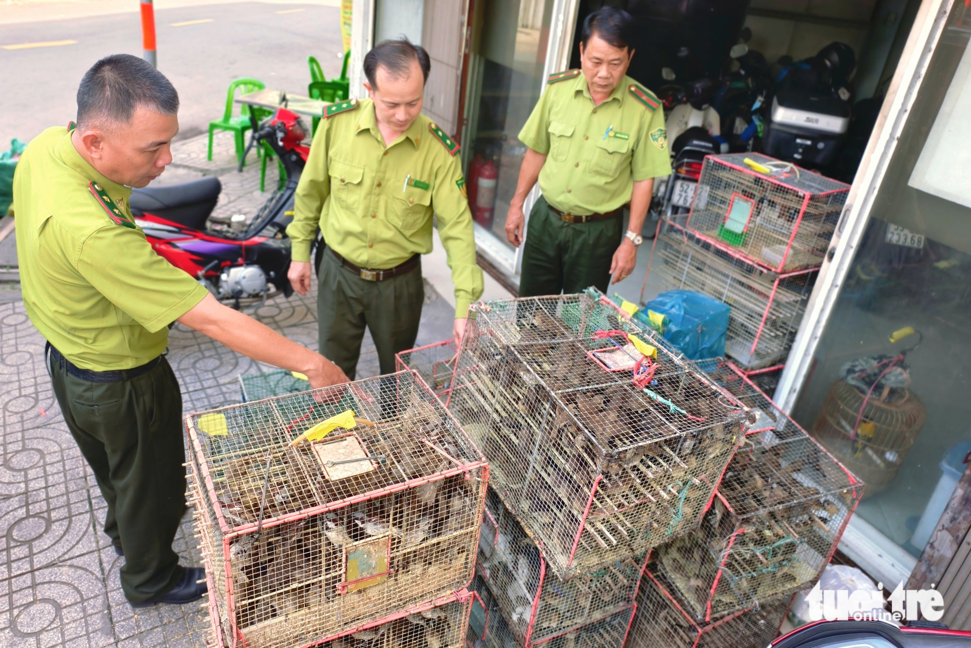 胡志明市林业部门暂扣约1000只无证路边出售的鸟类
