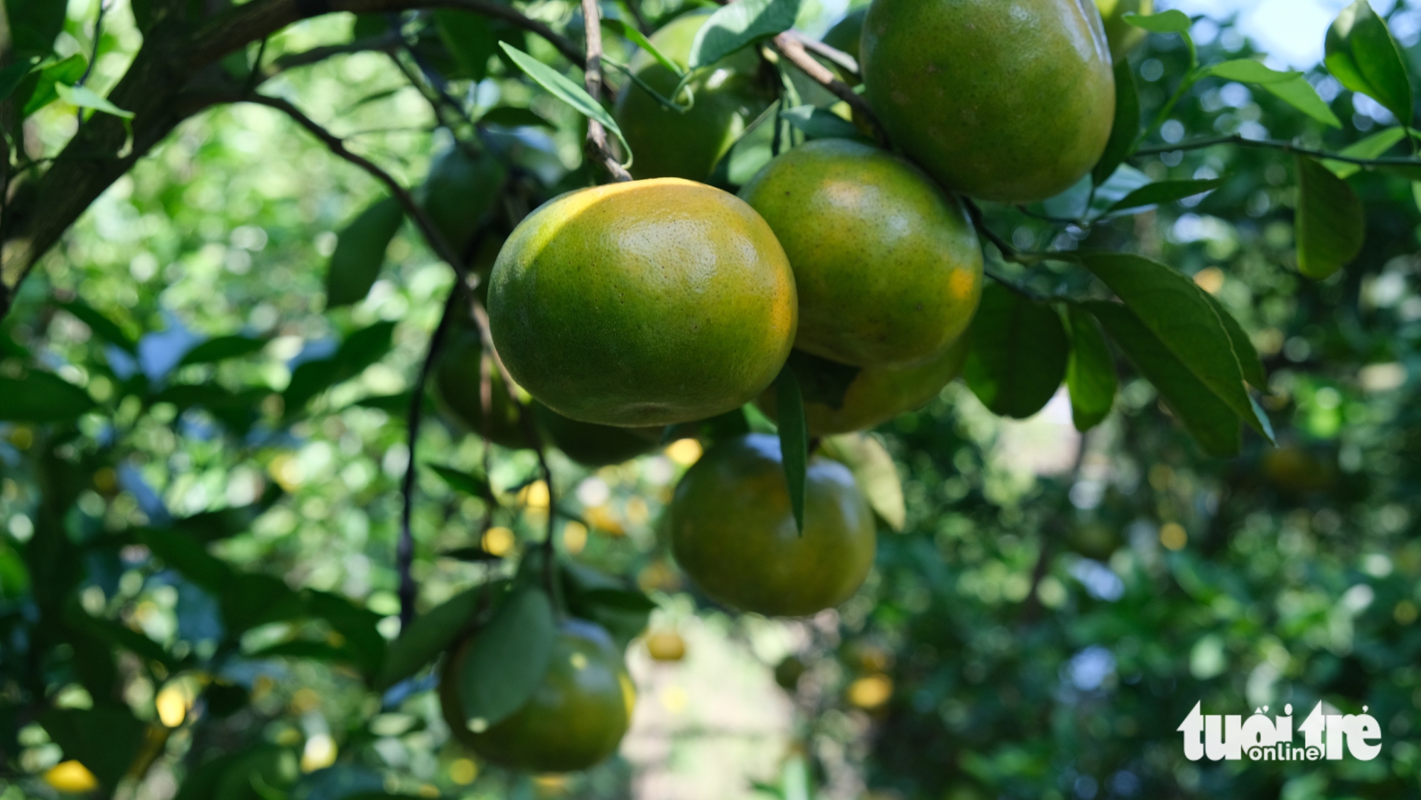 同塔省果农忙于春节柑橘季并开放迎客参观