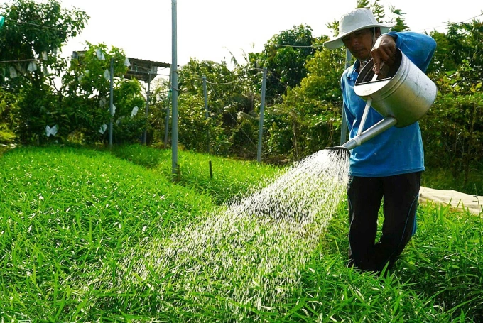 不使用化学肥料和农药种植蔬菜水果的农民