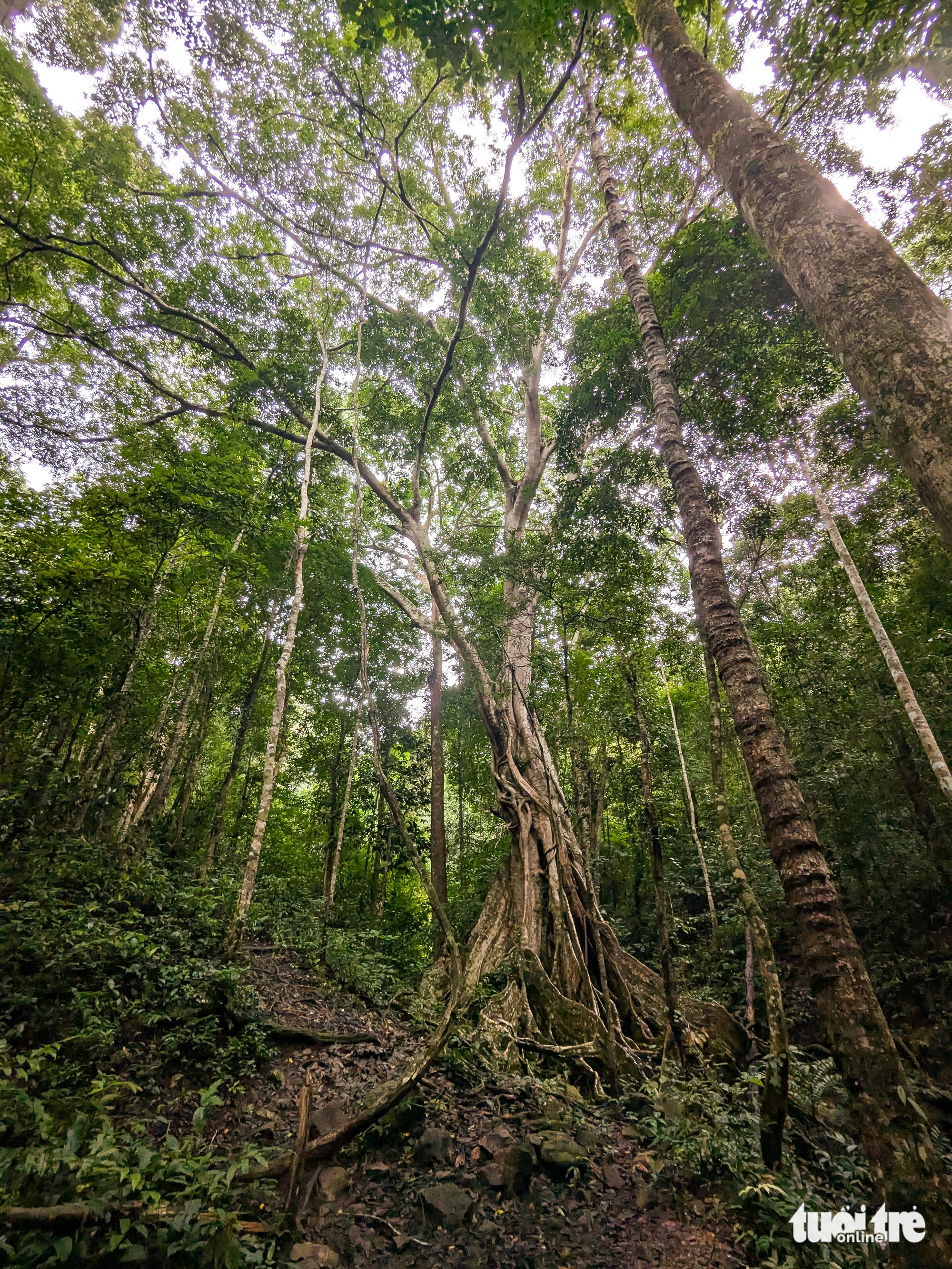唤醒昆卡京，带游客到'金山'
