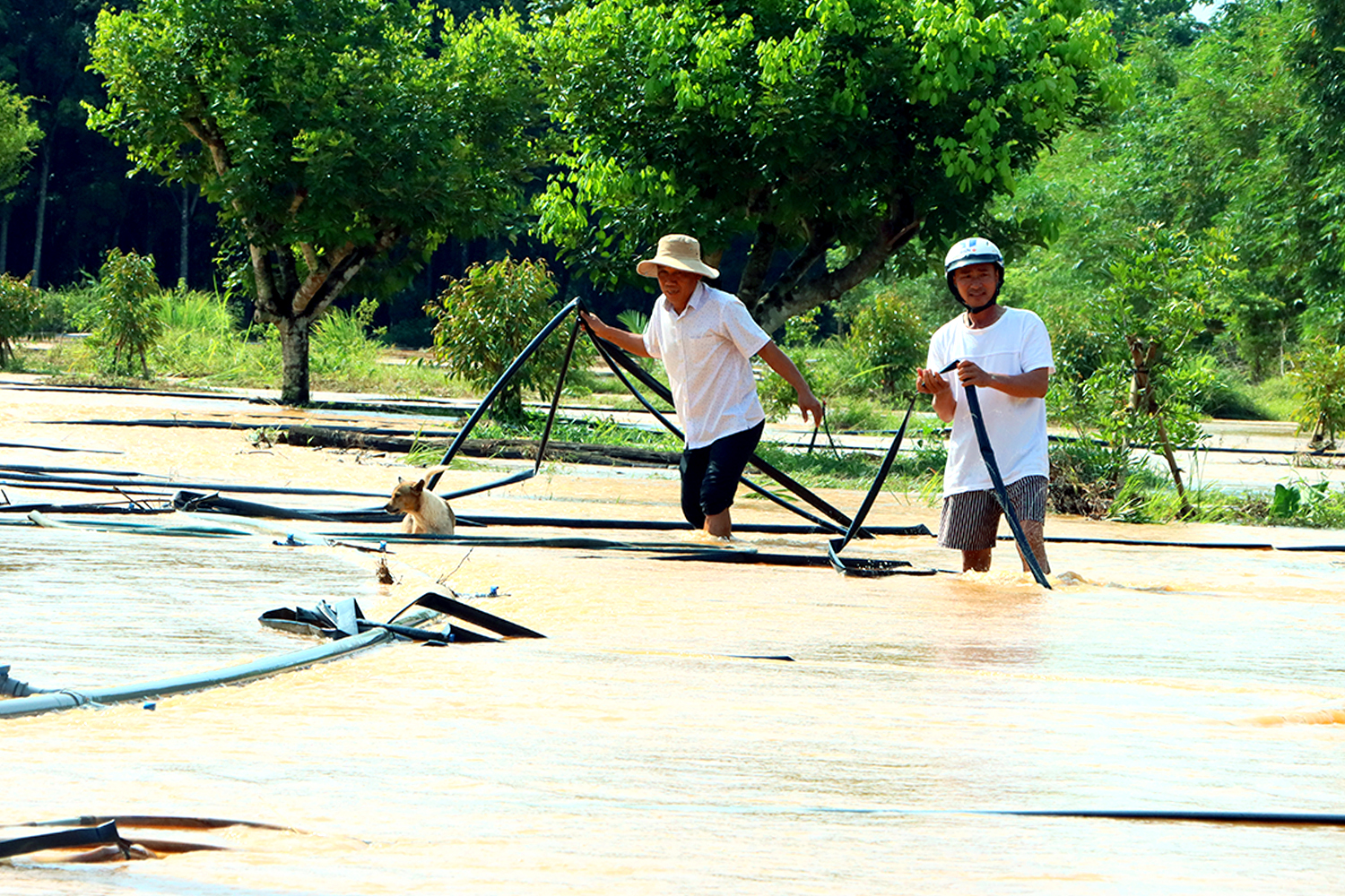 洪水突然来袭，平福省许多地区淹没在水中
