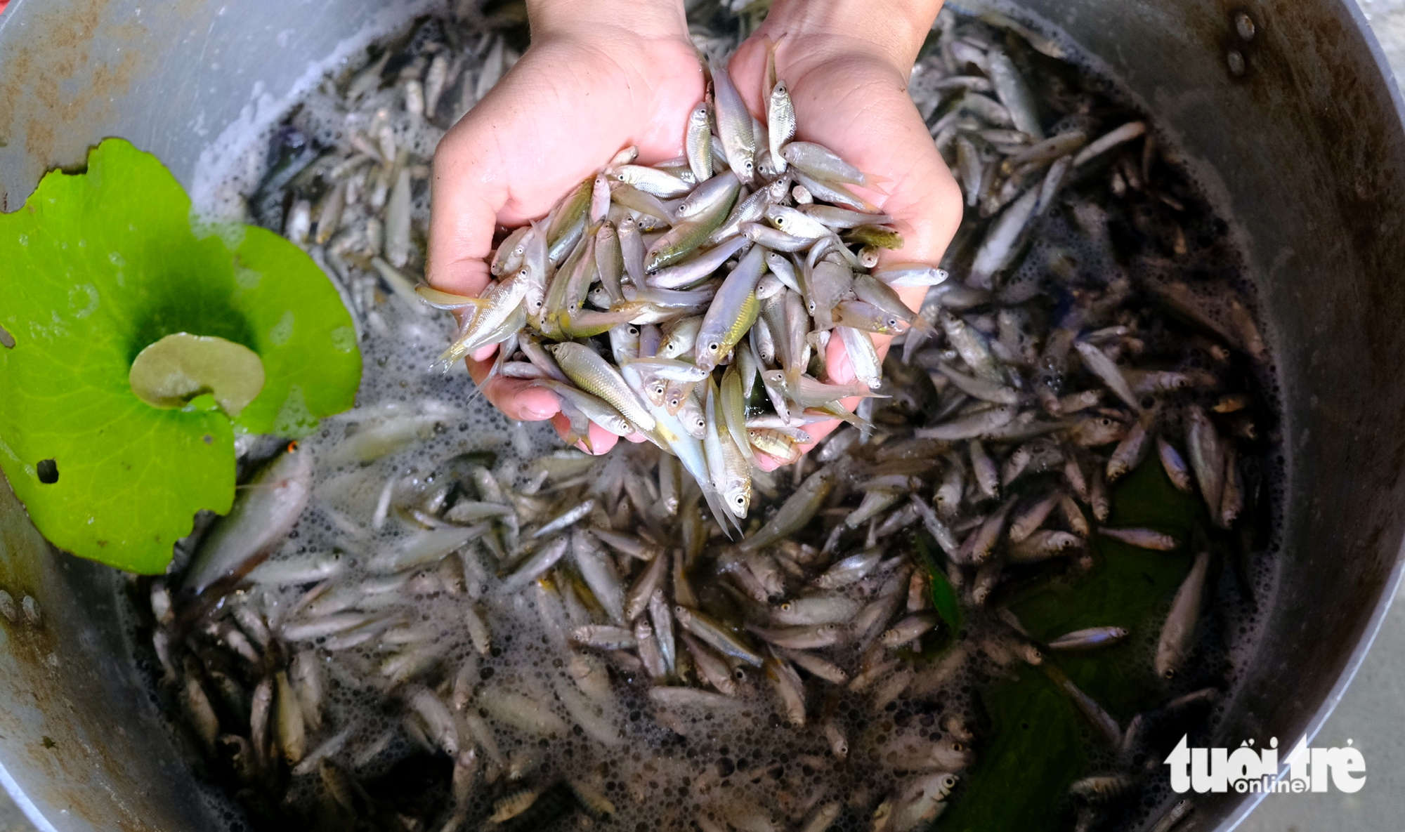 体验同塔省洪水季节：游客下田放网、采摘野花、观赏莲花田