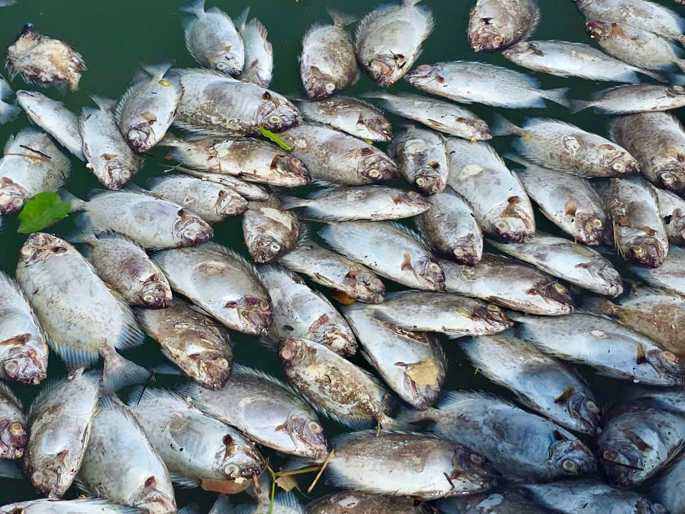 养殖户含泪看着13号台风后池塘鱼群死亡