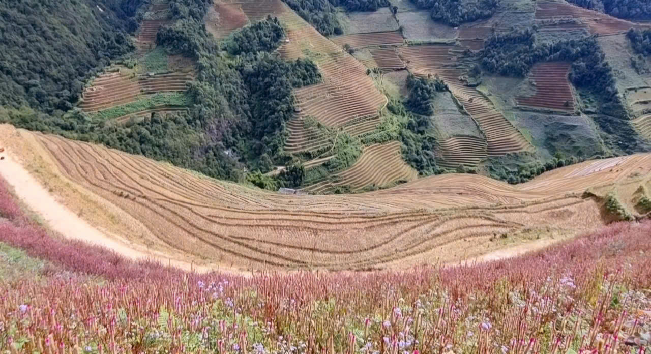 迷失在木江界花季的芝泡花中