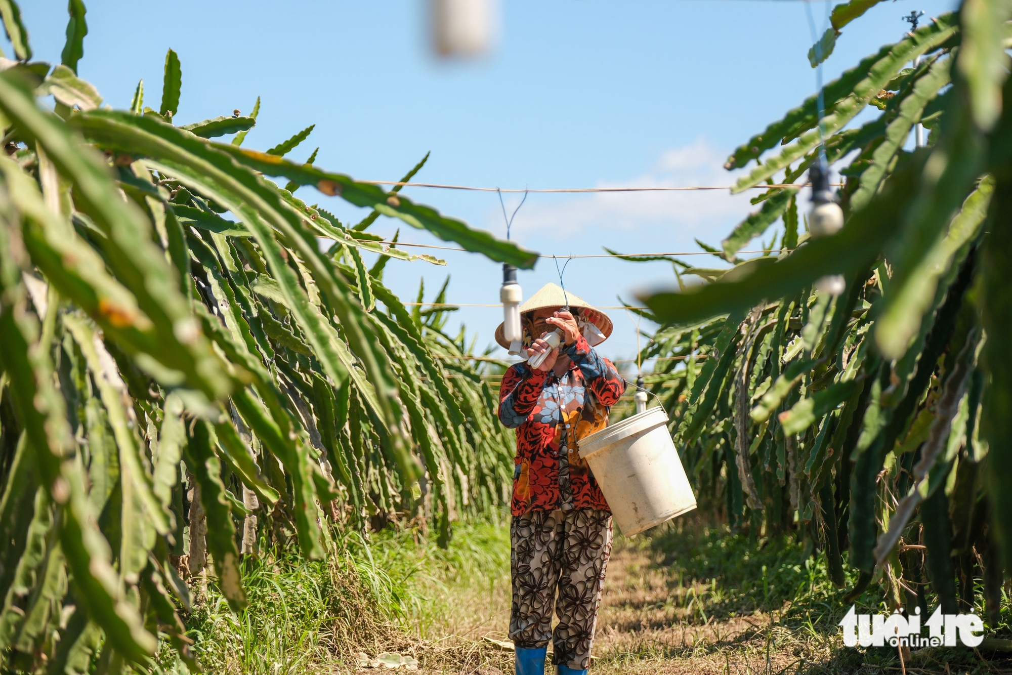 平顺火龙果园因洪水而损失惨重