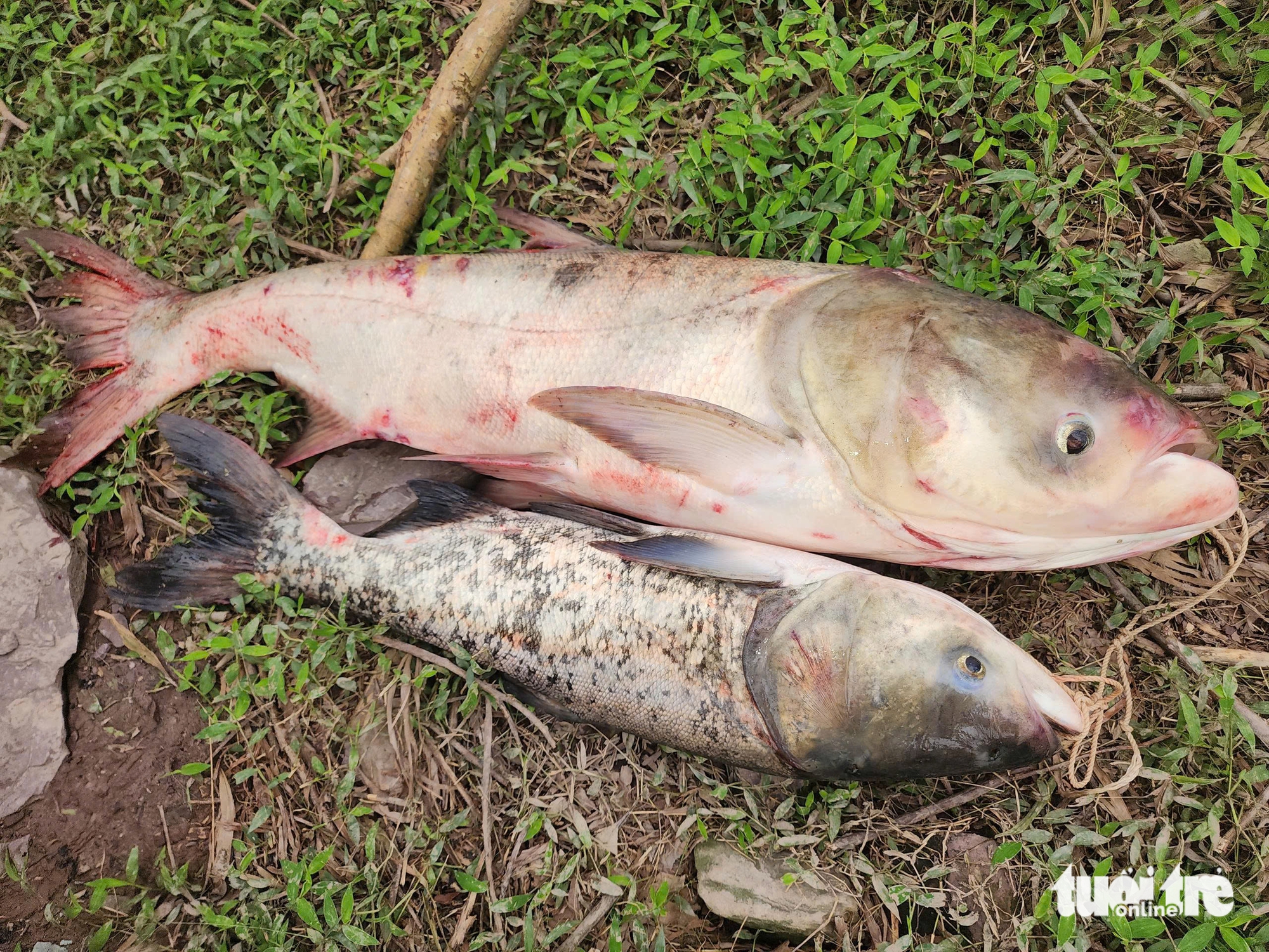 洪水泄洪时，人们争相捕捞格戈湖的'巨型'鱼