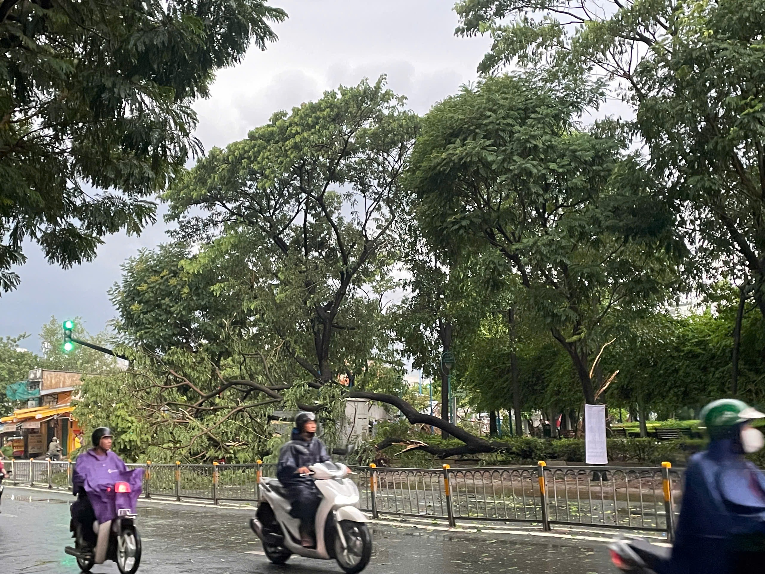 胡志明市下班高峰时段降雨超过160毫米，树木倒塌