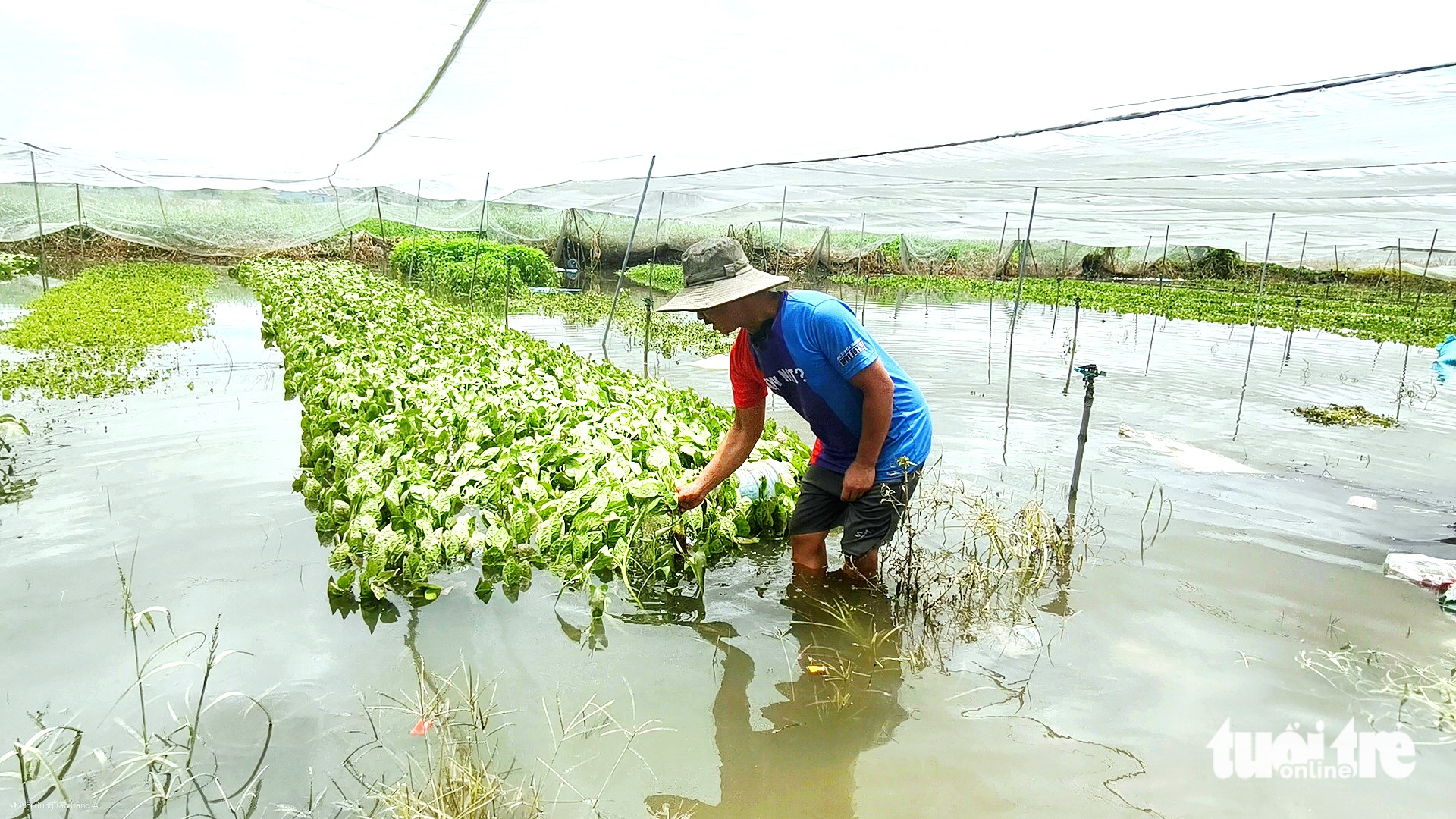 为永禄蔬菜园抽水'防涝'